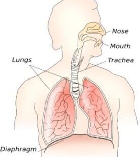 Respiratory